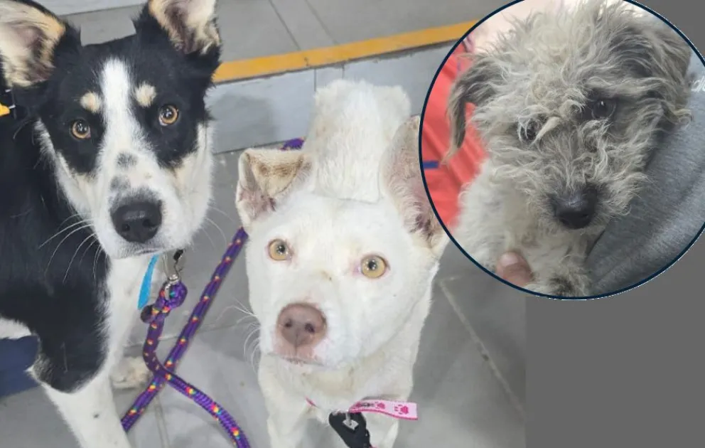 Los perritos que fueron rescatados.