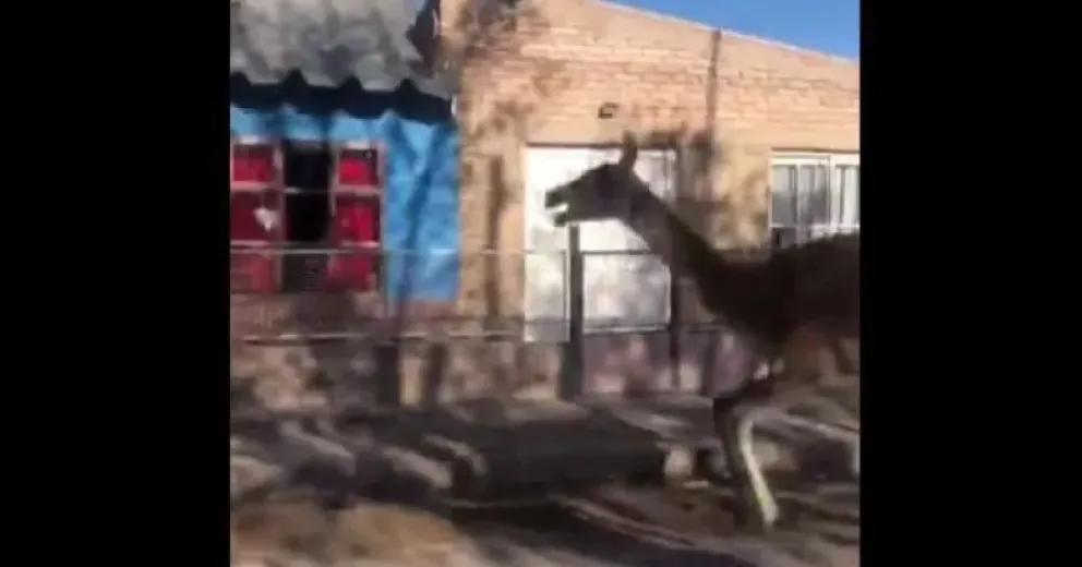 Una situación que llamó la atención de los vecinos.