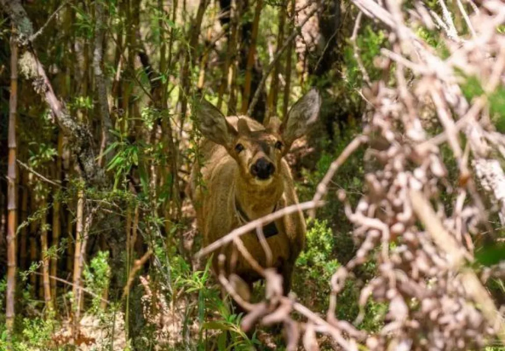 Un huemul que despierta el interés de todos (imagen gentileza de Parques Nacionales).