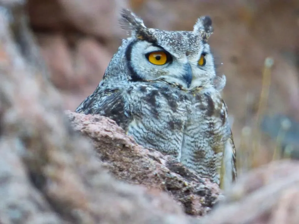 Apareció un ejemplar en el este de la ciudad 