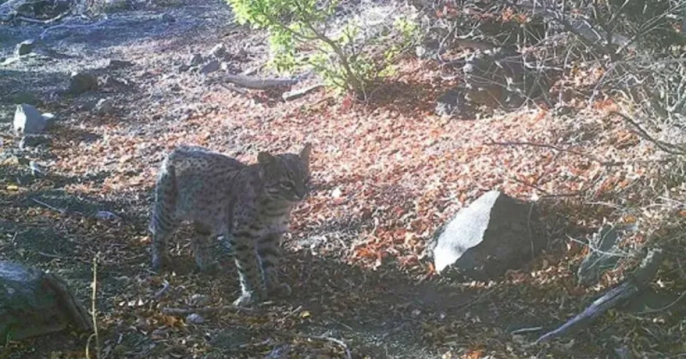 Una de las imágenes de la cámara trampa. Foto: gentileza