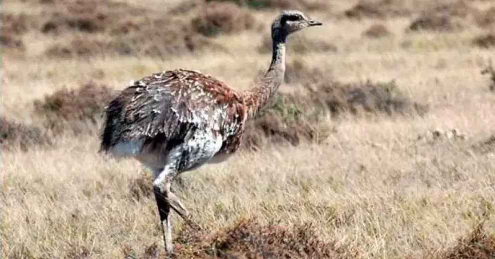 Se trata de una especie protegida. Lo llevaban en un auto particular.