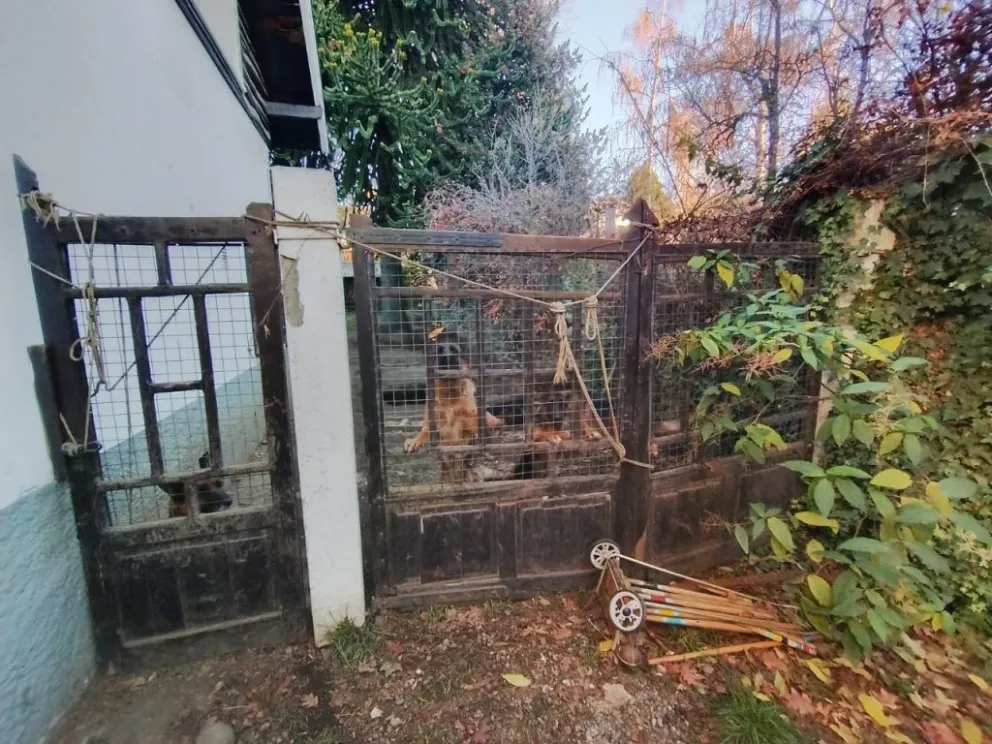 Ayer mi señora venía llegando a nuestro domicilio y lamentablemente fue atacada por dos de sus perras. Foto: gentileza