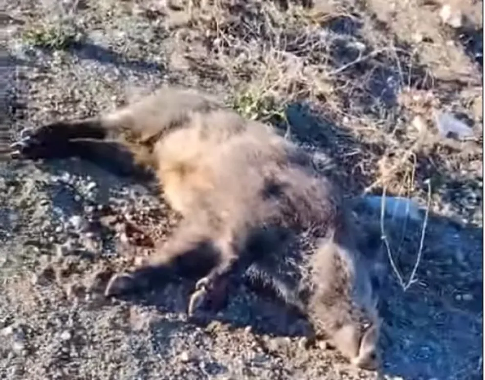 Chocó contra un jabalí y terminó herido (video: Noticias del Bolsón)