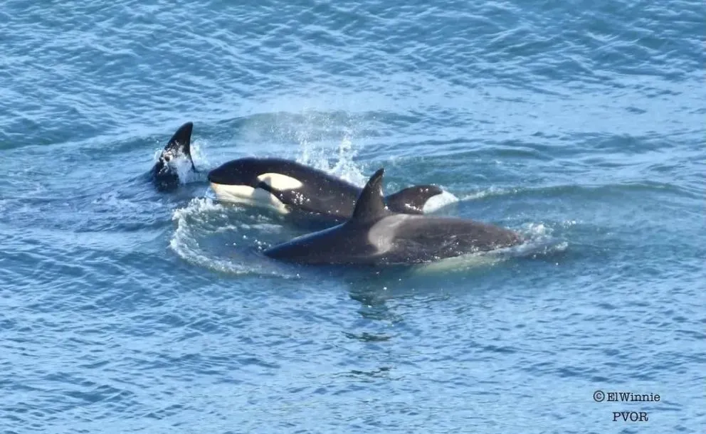 La magia de la naturaleza en nuestra región / Sergio Lechner (foto), Gerardo Melivilo (video), Fernando Mariño (foto) y Nicolás Luna (foto y video)