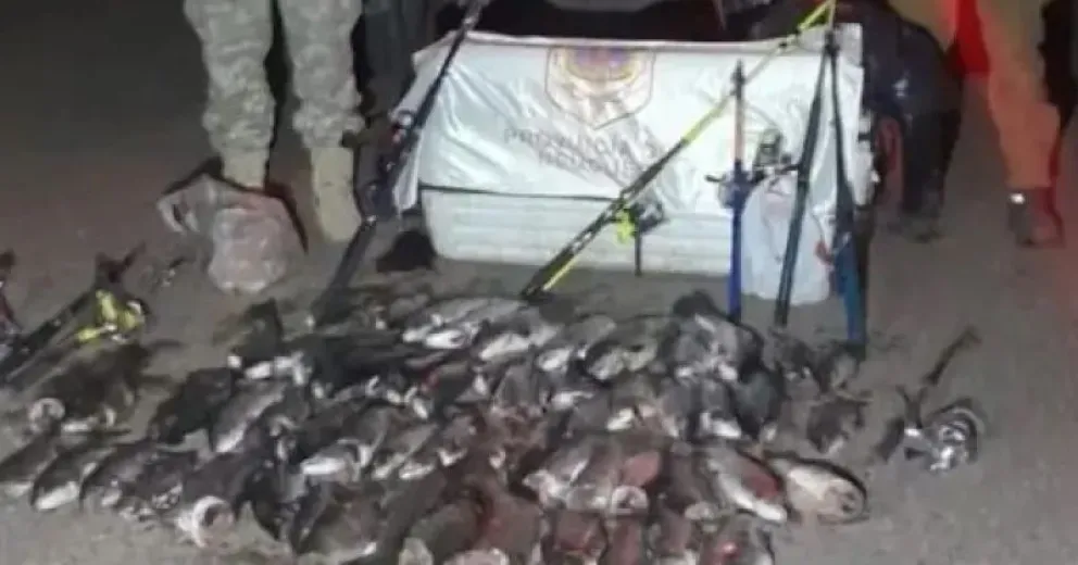 Las truchas y percas secuestradas.