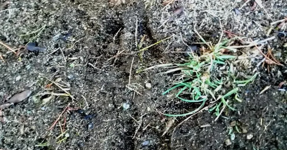 Las huellas que dejan los jabalíes a su paso.