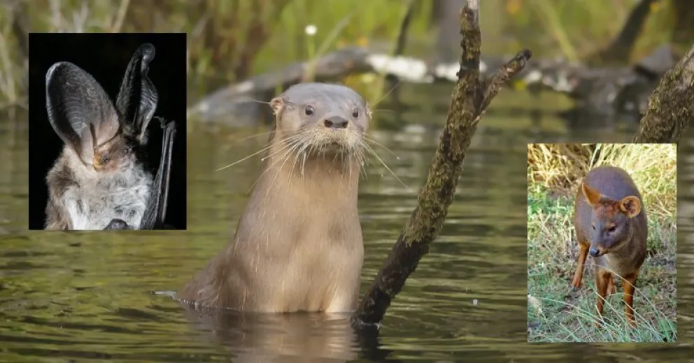 Esta herramienta digital, desarrollada con nuevas tecnologías, facilita que quienes habitan, visitan y/o trabajan en el Parque registren de manera sencilla las especies de flora y fauna.