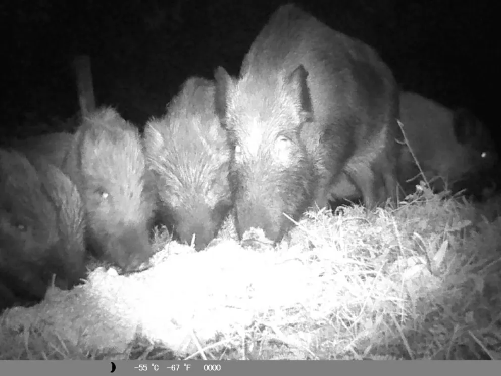 Una complicación que de no controlarse podría traer mayores problemas. 