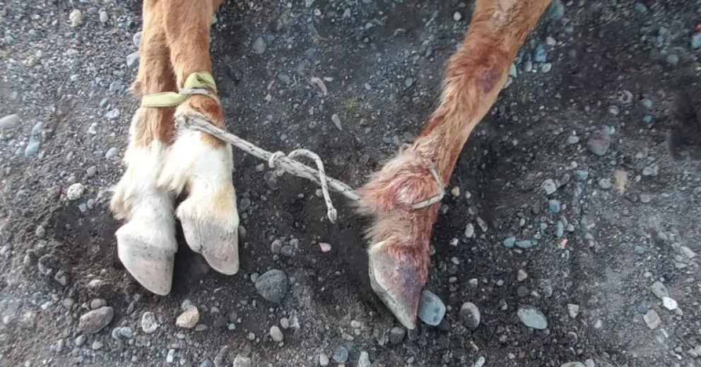 Así la encontraron al regresar, en lugar de protegerla, la habían maniatado.