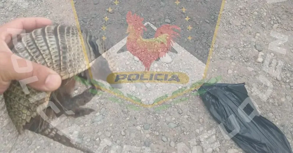 Se trata de una especie protegida. Foto: gentileza