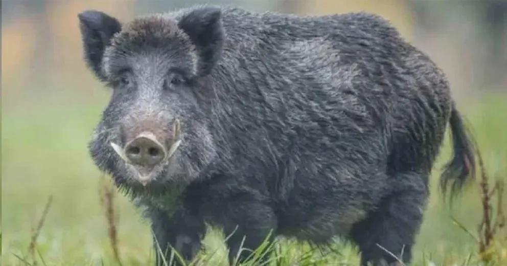 No se sabe el destino del resto de la carne. Atención a los productores de la región. Foto: gentileza