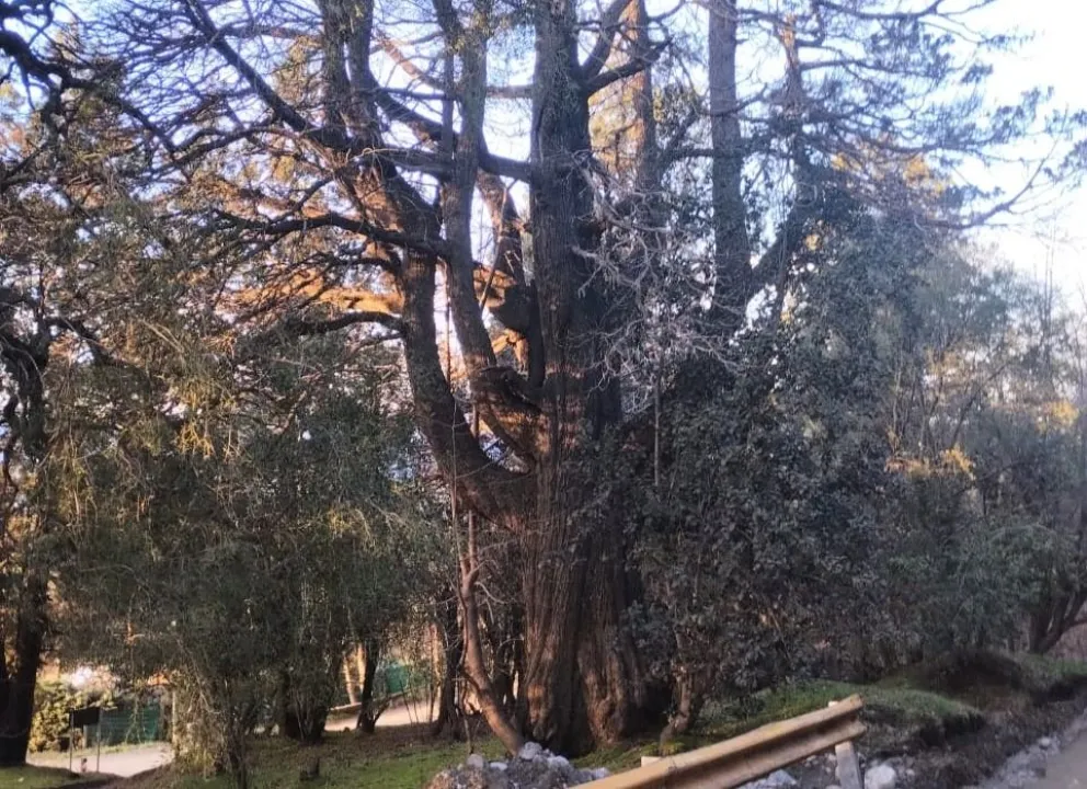 Ciprés centenario en la calle Haroldo Conti. Gentileza Javier Grosfeld.