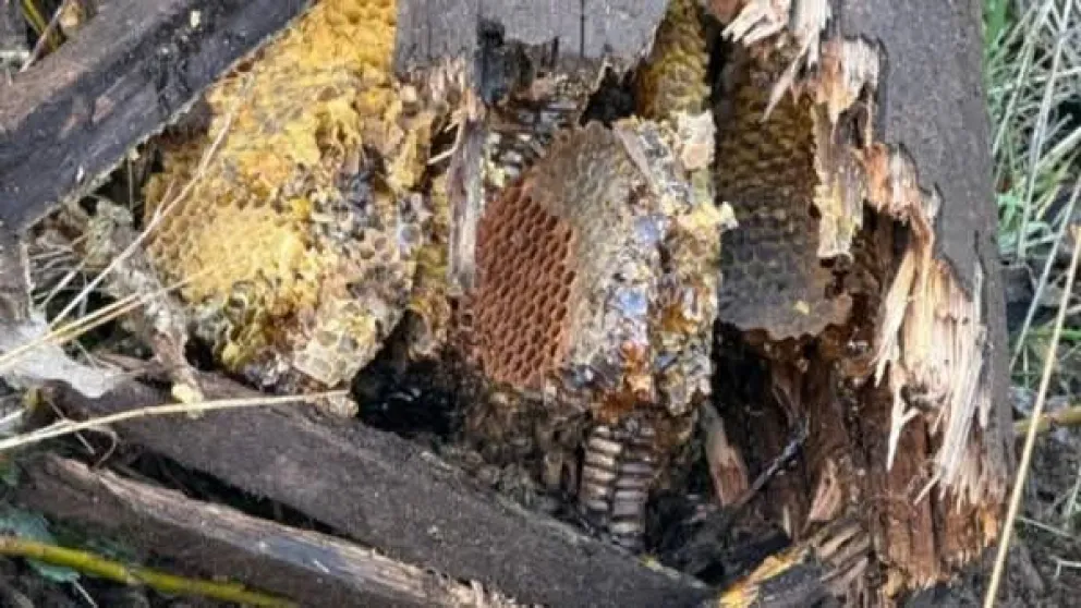 El poste tenía un panal en su interior.