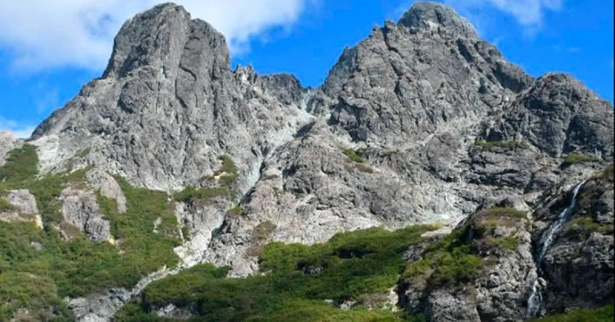 Convocan a una jornada de remoción de pinos invasores en el cerro Goye ...