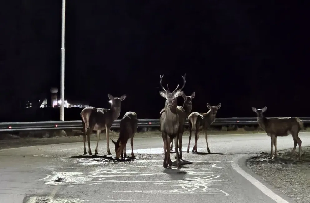 Tremendo momento que vivió un vecino que se dirigía al aeropuerto y se encontró con unos 20 ciervos cerca del estacionamiento (foto: gentileza) 