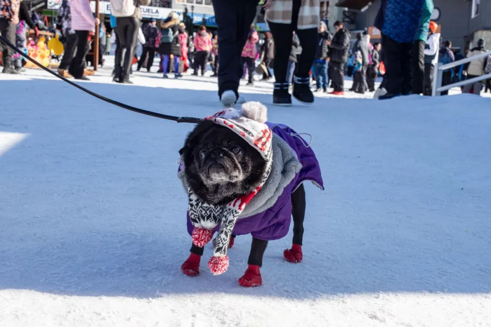 El cuidado de los compañeros de cuatro patas en este invierno / Foto Euge Neme 