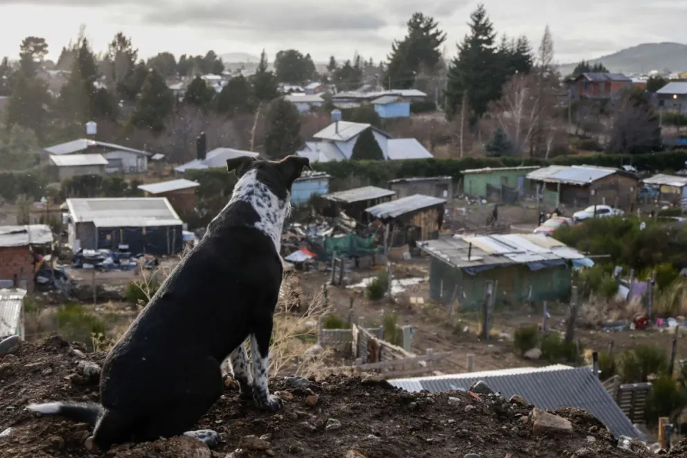 Los animales también se quedaron sin su lugar. Fotos de otras mascotas de la toma. Eugenia Neme.