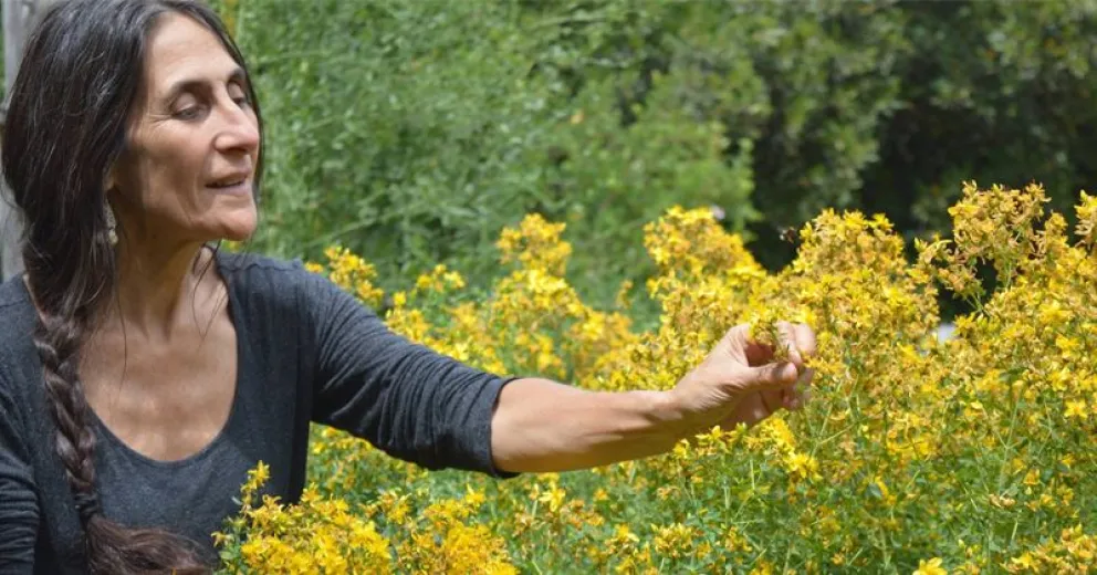 Plantas que están al alcance de todos en nuestra ciudad.