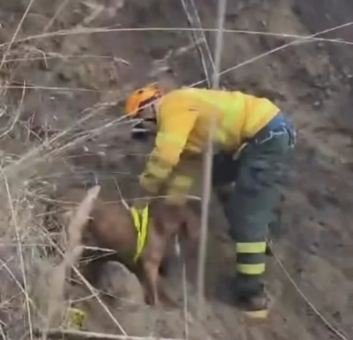 Rescate animal en zona de riesgo: bomberos salvaron a un perro atrapado ...