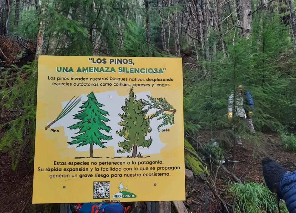 La presencia de pinos invasores representa una carga de combustible altamente inflamable, especialmente en áreas de interfase. Foto archivo.