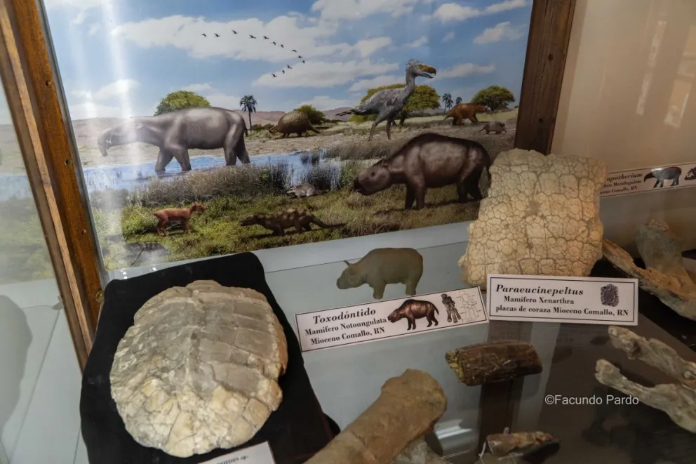 Restos encontrados en cercanías de Comallo. Foto de Facundo Pardo.
