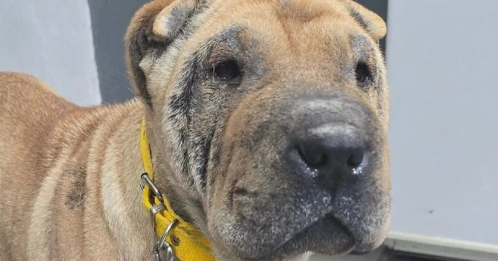 Analizarán a cada una para elegir la que pueda brindarle los cuidados que necesita.