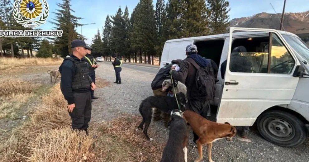 Los animales utilizados para la caza ilegal.