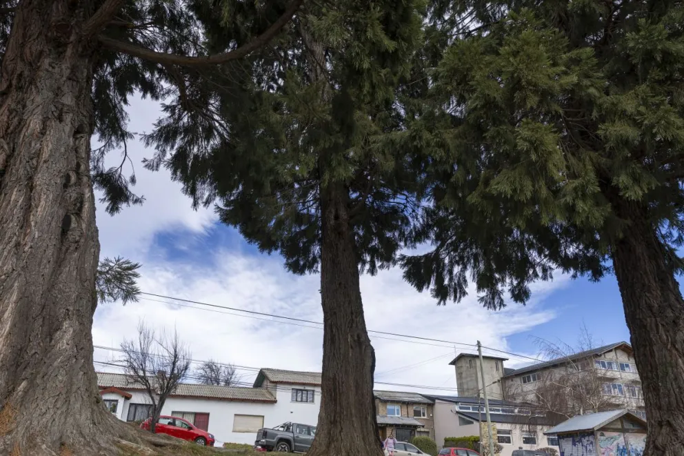 Difícil que no haya pinos en los rincones más antiguos de Bariloche. Foto: Eugenia Neme.