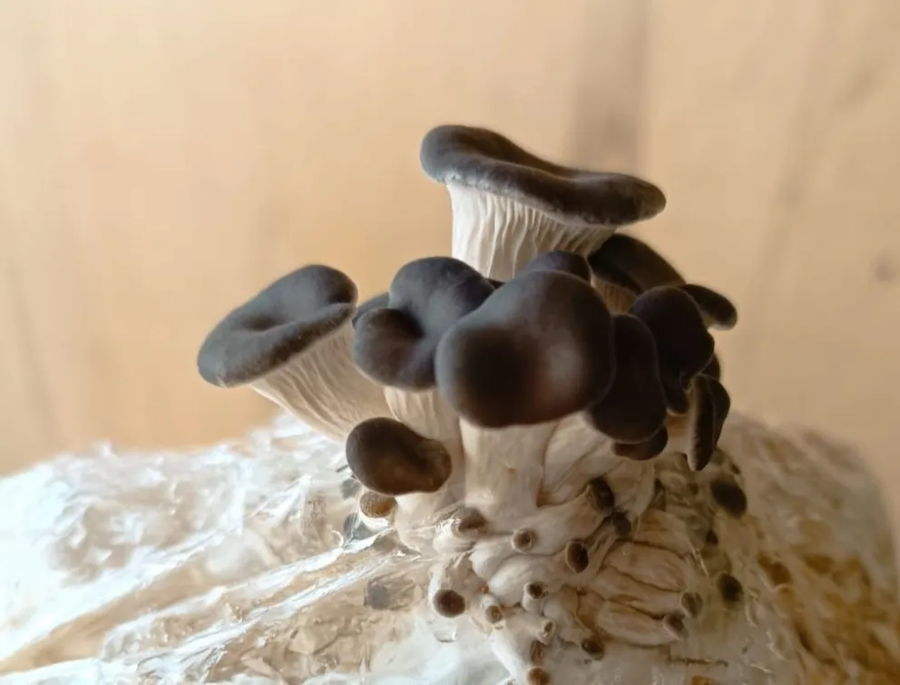 El arte de autocultivar hongos (fotos gentileza).