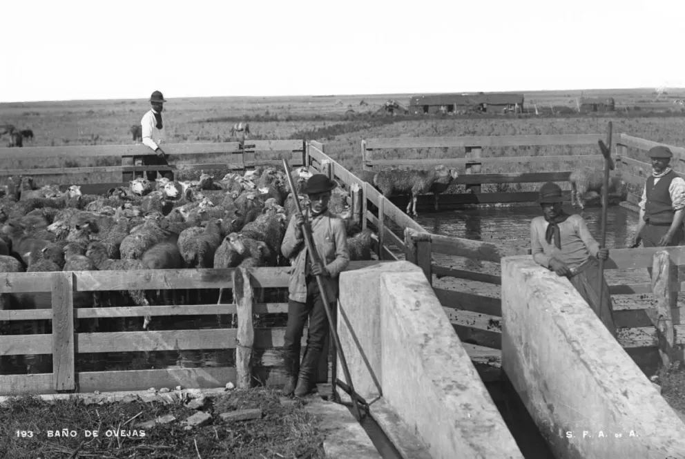 Baño de ovejas en Patagonia alrededor de 1920.