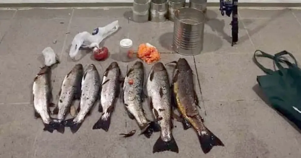 Luego de verificar que estaban aptas para el consumo, fueron donadas al centro comunitario.