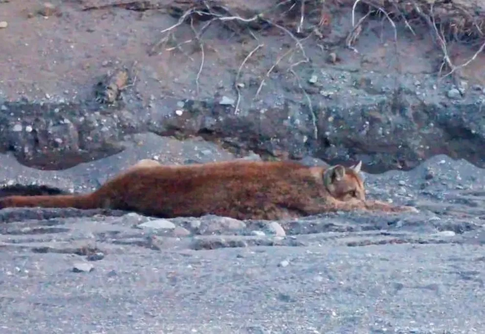 El conductor del vehículo permaneció junto al animal hasta que se recuperó (foto: Parque Nacional Lanín)