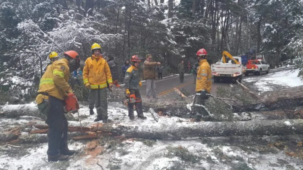 Cuatro coihues de gran porte presentaban una inclinación pronunciada y acumulación de nieve en sus copas