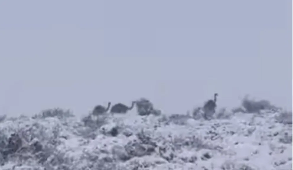Choiques, nieve y la Línea Sur, una hermosa postal de la Patagonia 