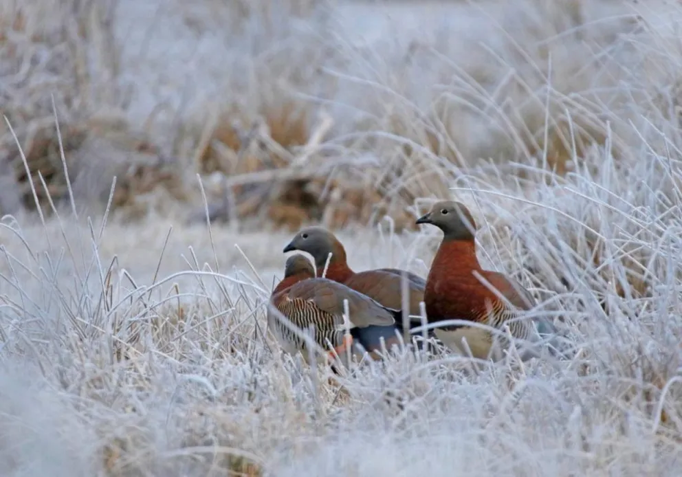 El registro busca recopilar información sobre la cantidad y distribución de aves acuáticas en la Región Neotropical
