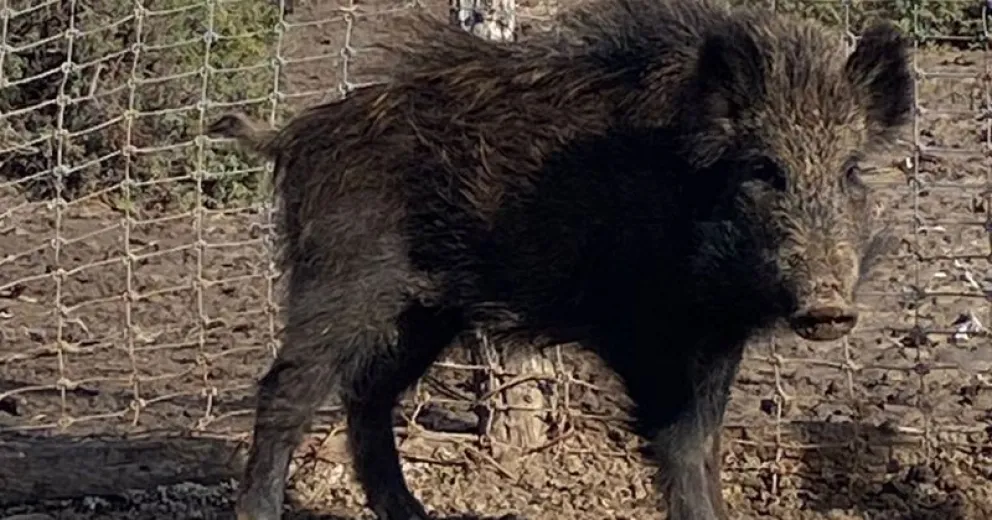 Este ejemplar fue capturado en la zona de Carmen de Patagones.