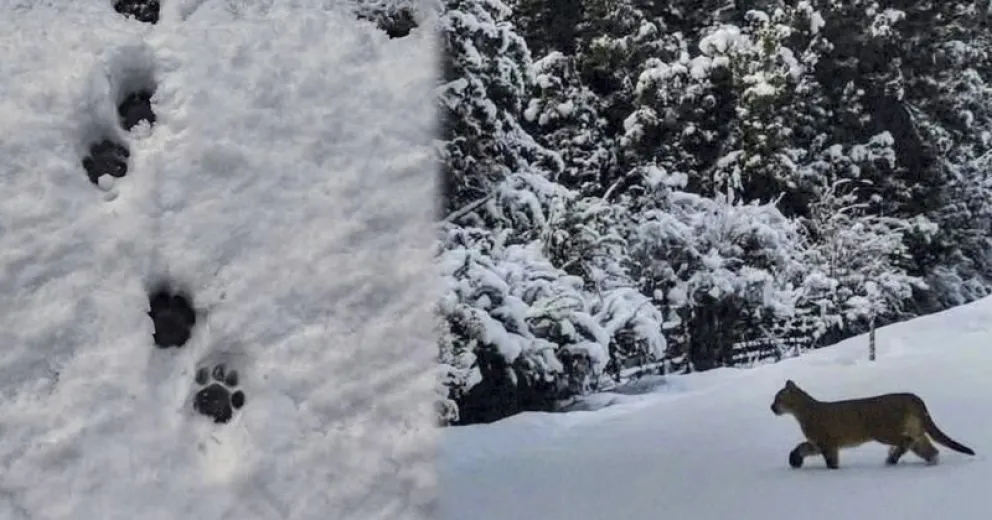 Sus huellas registradas en la nieve.