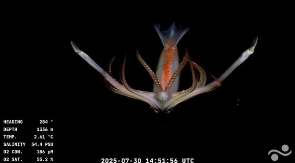 Una de las especies captadas en el fondo del Cañón Submarino Mar del Plata (foto: Conicet)