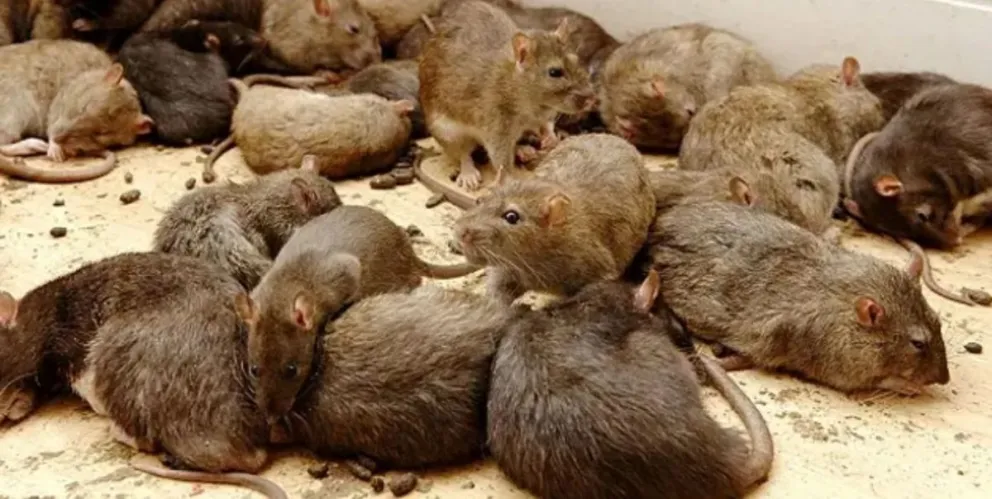 Un problema que preocupa a la sociedad. 