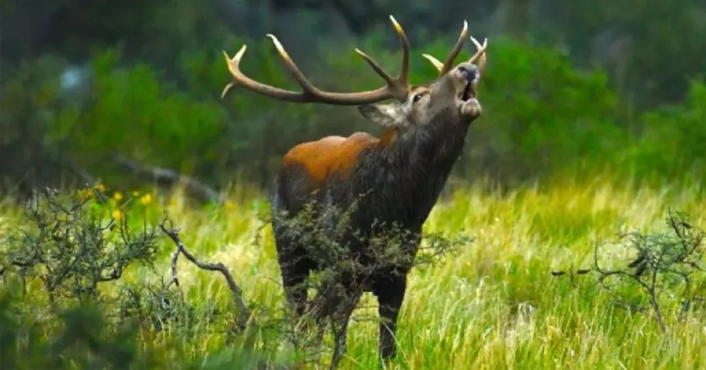 La caza ilegal no solo representa un delito, sino una forma de violencia ambiental.