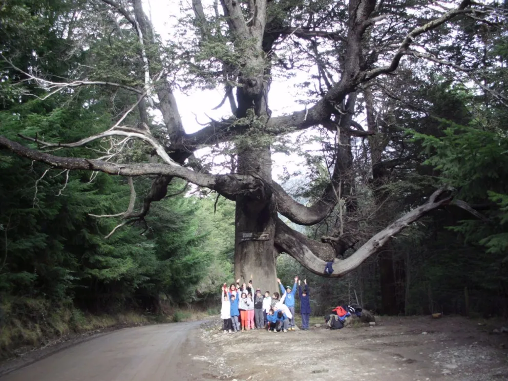 El inmenso coihue de Colonia Suiza. Foto: Marcela Ferreyra.