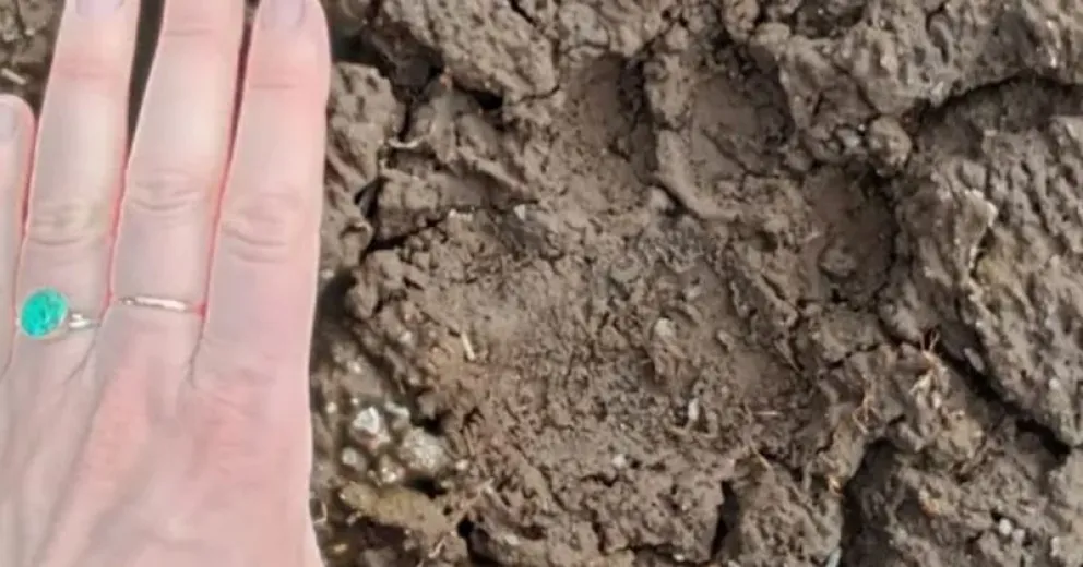 De confirmarlo sería una señal de vitalidad de nuestros ecosistemas.