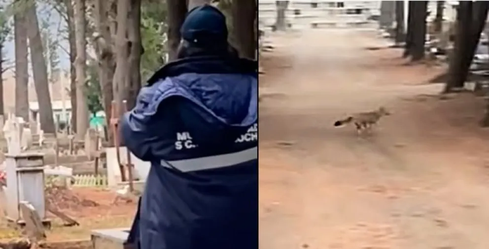 El animal pasó de manera fugaz por el lugar.