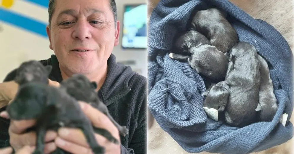 Garnica encontró la caja con los cachorritos.
