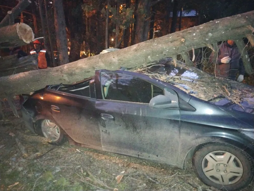El Chevrolet terminó destruido al desplomarse un árbol sobre un terreno.  