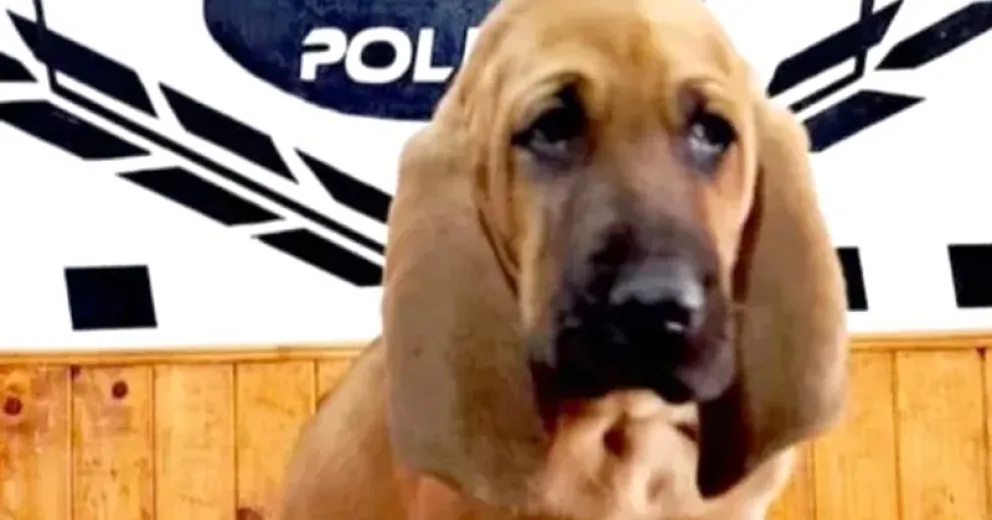 Rex, puesto al servicio de la comunidad.