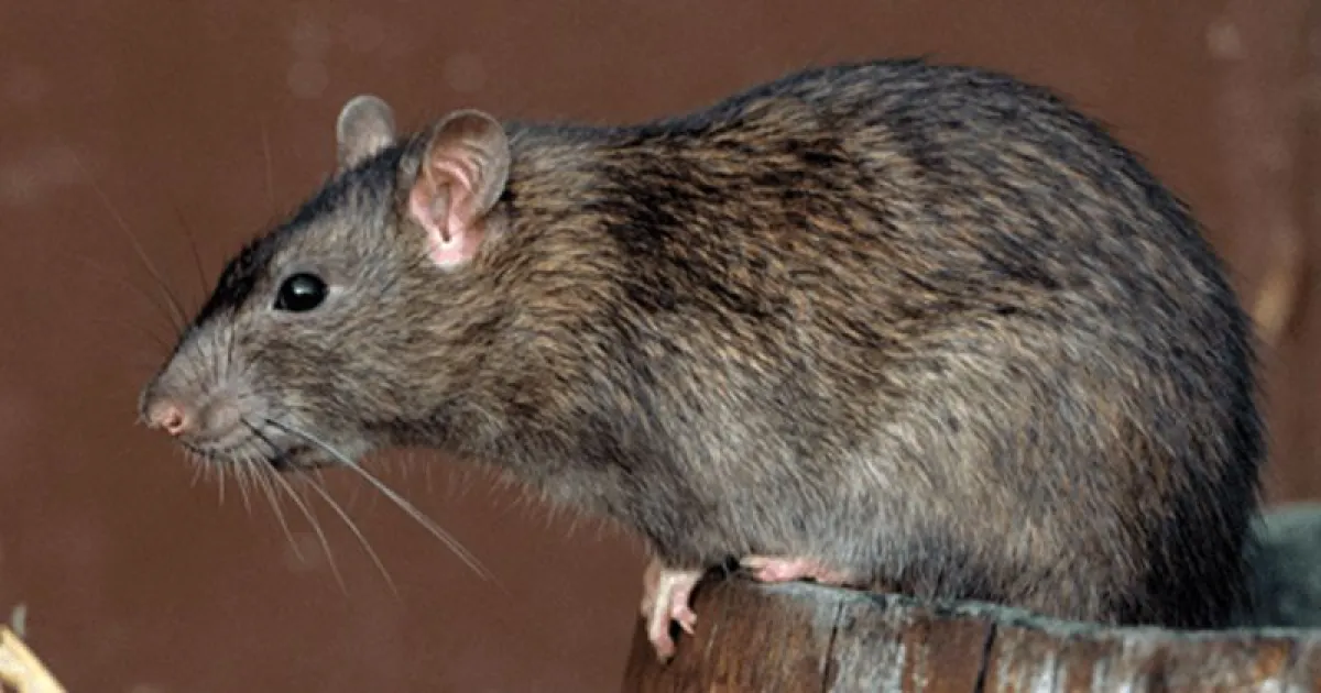 Insólito hallazgo en el barrio Omega: atropellaron a una rata “gigante ...