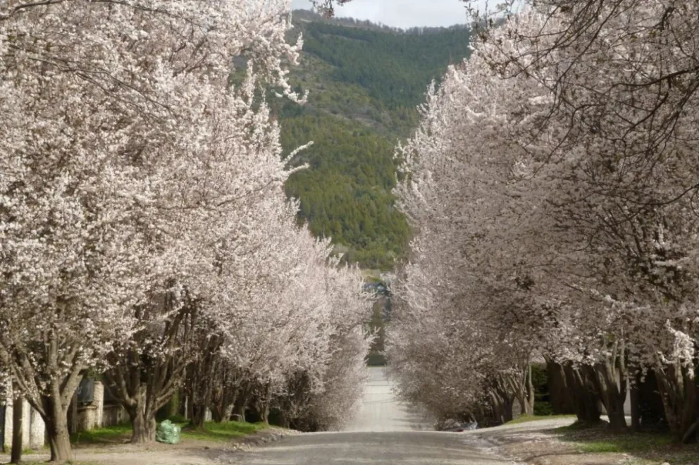 Ciruelos en línea que quedarán sin protección.