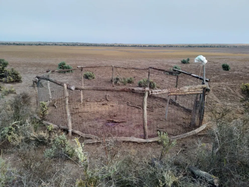 Se intenta un control poblacional sabiendo que su erradicación, es prácticamente imposible.
